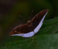 Tanaecia godartii asoka