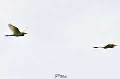 Bubulcus ibis coromandus