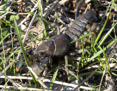 Procambarus steigmani