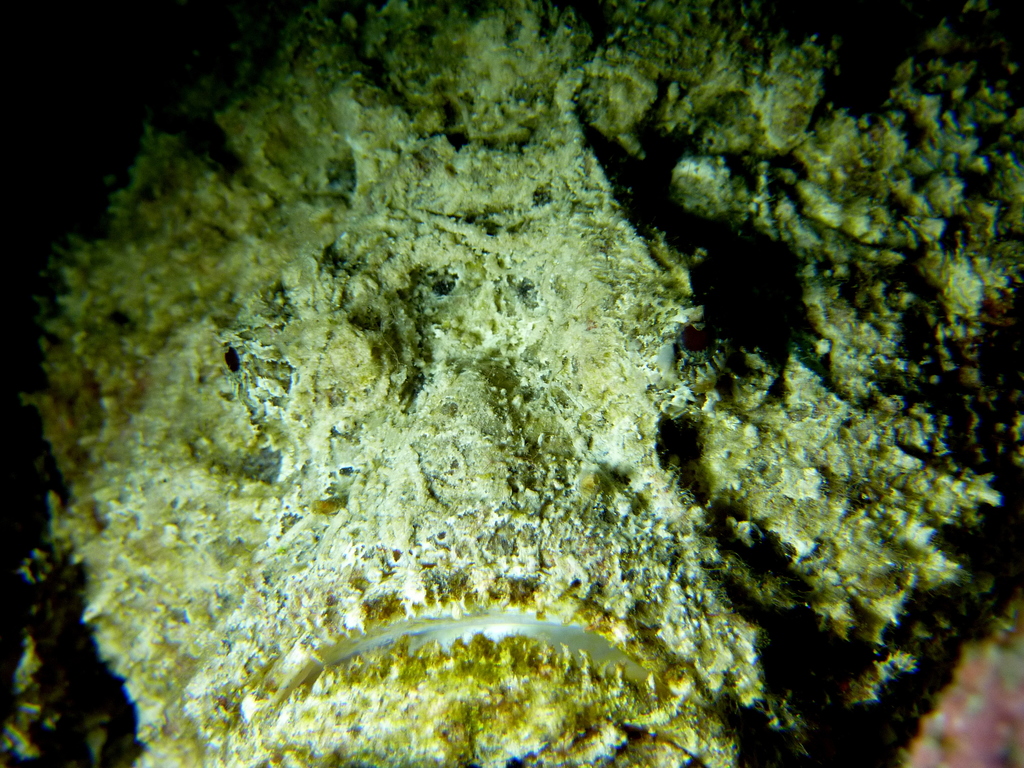 Close view of a camouflaged stonefish face and mouth