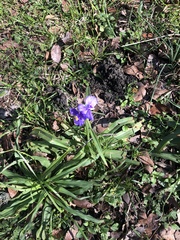 Tradescantia gigantea