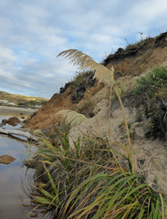 Austroderia splendens