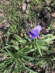 Tradescantia gigantea