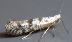 Argyresthia thuiella