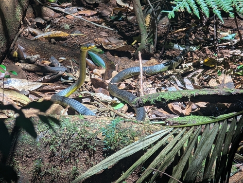 Common Tree Snake sighting