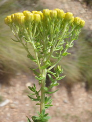 Athanasia vestita