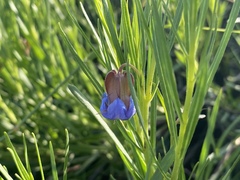 Trichodesma angustifolium