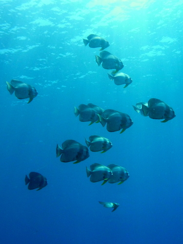 Batfish