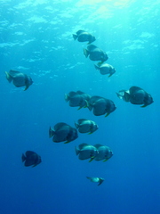 Batfish