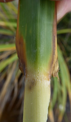 Austroderia splendens