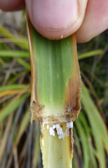 Austroderia splendens