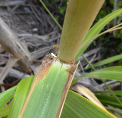 Austroderia splendens