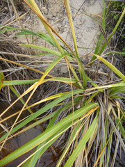 Austroderia splendens