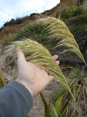 Austroderia splendens