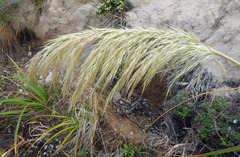 Austroderia splendens