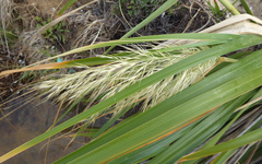 Austroderia splendens