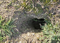 Microtus californicus