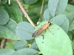 Ptecticus testaceus