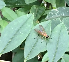 Ptecticus testaceus