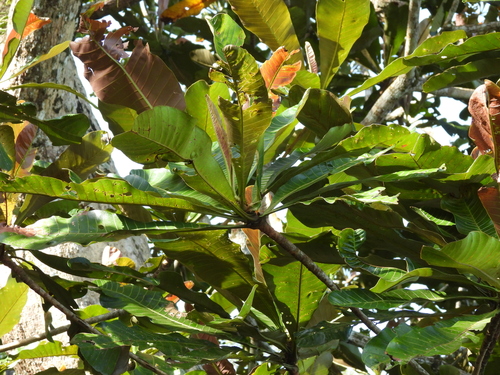 Campnosperma auriculatum, photograph 6