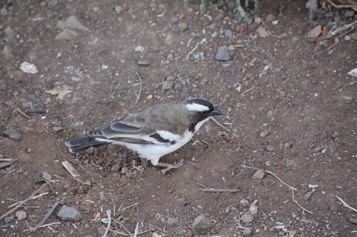 White-browed Sparrow-Weaver