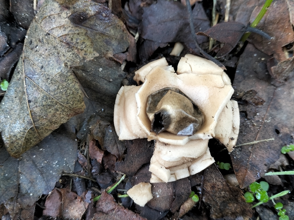 Geastrum michelianum · December 2025 · photo: © tatiana354 (iNaturalist, cc-by)