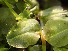 Plagiomnium ellipticum