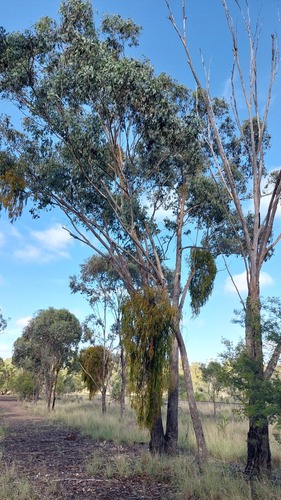 white box (Eucalyptus albens)