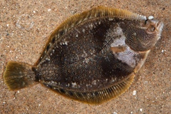 Spotted Halibut photo 1