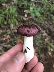 Russula murrillii