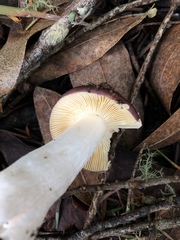 Russula murrillii