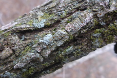 Athallia pyracea