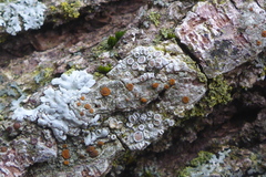 Athallia pyracea