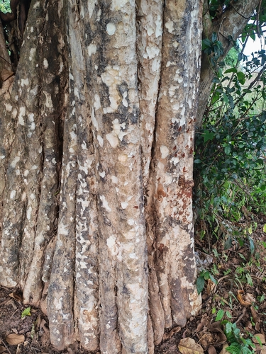 Lagerstroemia calyculata