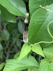 Ceropegia meyeri