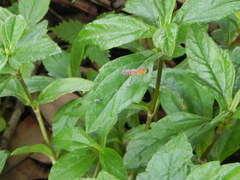 Ptecticus testaceus