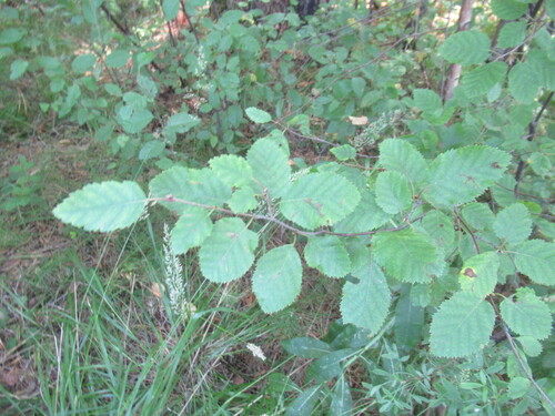 dwarf bog birch (Betula fruticosa)