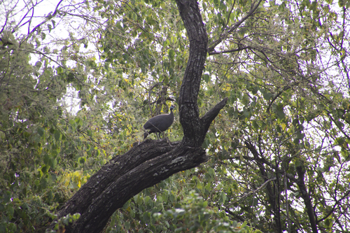 Helmeted Guineafowl