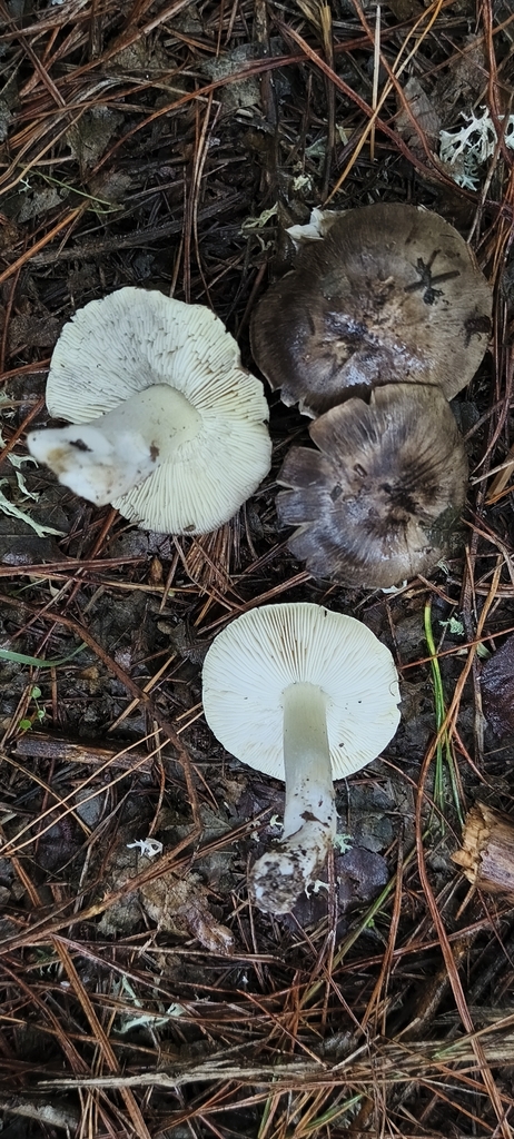 Tricholoma portentosum