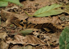Neuwied's False Fer-De-Lance photo 5
