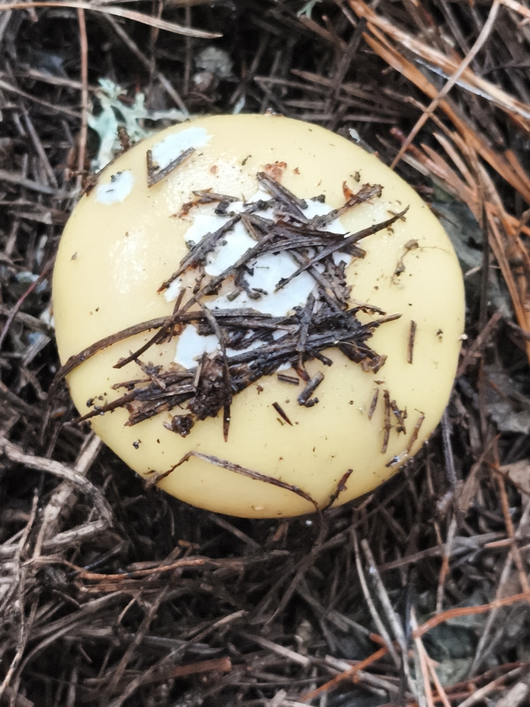 Amanita junquillea · December 2025 · photo: © jose_castro (iNaturalist, CC)