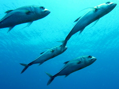 Caranx sexfasciatus