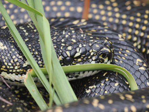 Diamond Python sighting