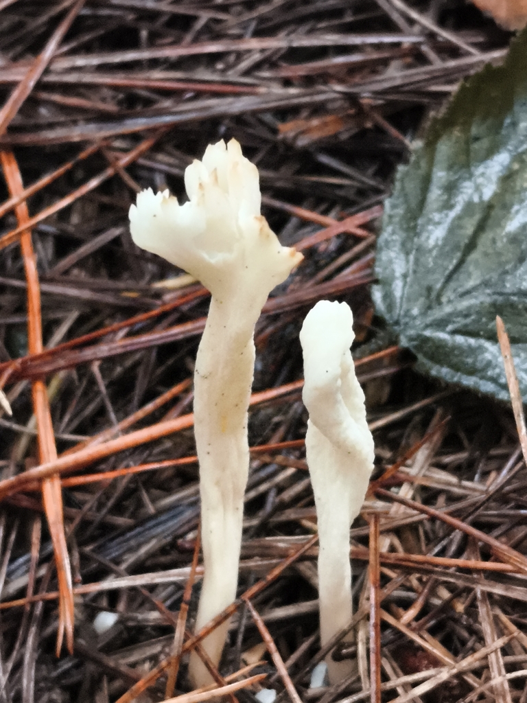 Clavulina rugosa · December 2025 · photo: © jose_castro (iNaturalist, CC)