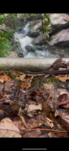 Slaty-grey snake sighting