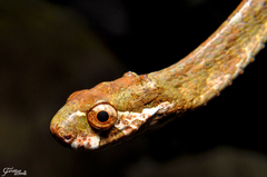 Aplopeltura boa