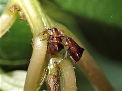 Oropterus coniger