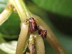 Oropterus coniger