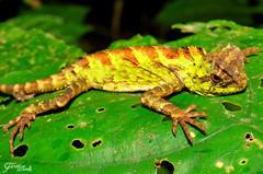 Gonocephalus kuhlii