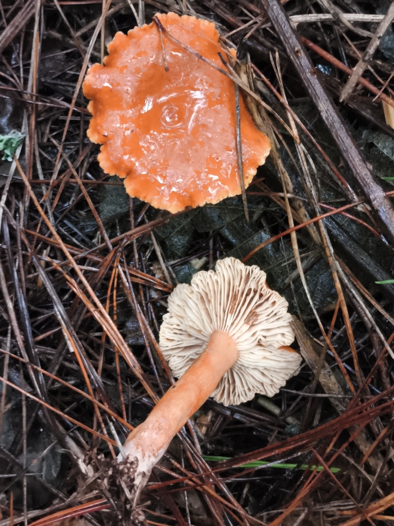 Lactarius aurantiacus · December 2025 · photo: © jose_castro (iNaturalist, CC)